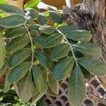 Sophora secundiflora Blatt