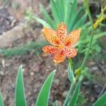 Iris domestica പുഷ്പം