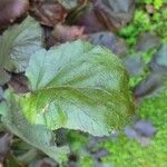 Corylus maxima Blad