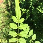 Jasminum odoratissimum Folha