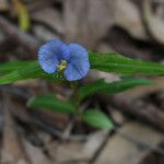 Commelina ensifolia 花