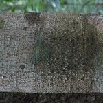 Lecythis idatimon Bark