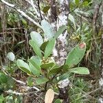 Syzygium pancheri Leaf