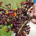 Heptapleurum arboricola Fruit