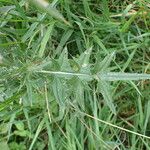 Cirsium vulgare পাতা