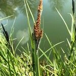 Carex acuta Õis