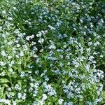 Myosotis asiatica Hábito