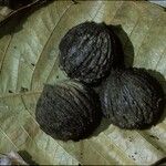 Juglans olanchana Плід