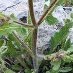 Salvia palaestina Casca