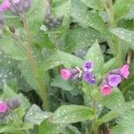 Pulmonaria affinis Fula