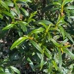 Cistus ladanifer Hoja