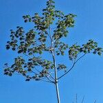 Cecropia peltata Habit