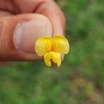 Geoffroea decorticans Flower