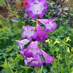 Penstemon hartwegii Flower