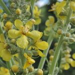 Verbascum lychnitis Virág