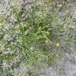 Spergularia diandra Otro