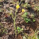 Linum volkensii Hàbitat