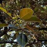 Ficus macrophyllaList