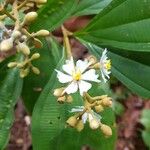 Miconia conorufescens