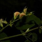 Coursetia caribaea Çiçek