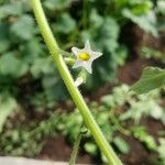Solanum physalifolium Kukka