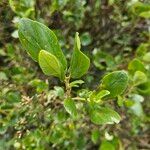 Ceanothus velutinus برگ