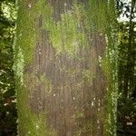 Oenocarpus bataua Bark