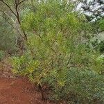 Acacia confusa Levél