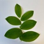 Uvularia perfoliata Blatt