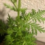 Artemisia annuaपत्ता