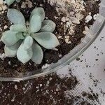 Pachyphytum bracteosum পাতা