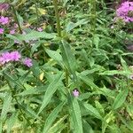 Phlox maculata Leaf