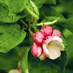 Malus pumila Flor