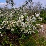 Prunus cerasusFlower