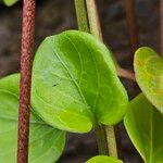 Vinca major Blad