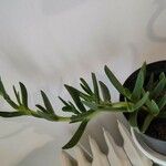 Carpobrotus acinaciformis List