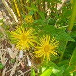 Inula helenium Λουλούδι