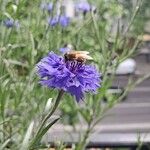Centaurea sulphurea Flor