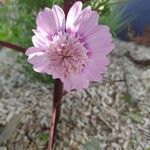 Lewisia rediviva Цветок