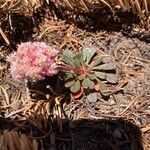 Calyptridium umbellatum ᱵᱟᱦᱟ