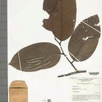 Annona neoinsignis Leht