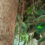 Ficus rubiginosa Kéreg/szár