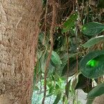 Ficus rubiginosa Bark