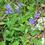 Campanula rhomboidalis Habitus