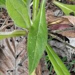 Pilosella cymosa Leaf