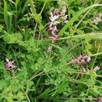 Fumaria muralis Fiore
