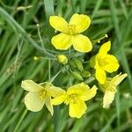 Diplotaxis tenuifolia Virág