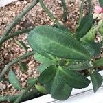 Euphorbia neococcinea 叶