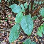 Frangula azorica Likasa