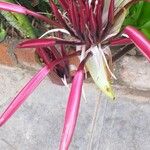 Crinum × amabile Цветок